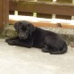 Nano en su nueva casa a pocos dias de llegar